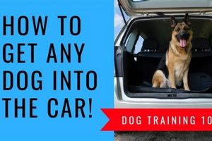 Easy Ways to Get Your Dog Into a Car Safely My Caring Dog – Tips, Stories, and Care Guides for Loving Pet Owners Easy Ways to Get Your Dog Into a Car Safely | My Caring Dog – Tips, Stories, and Care Guides for Loving Pet Owners