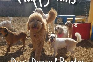 Dog Day Care Springfield Mo My Caring Dog – Tips, Stories, and Care Guides for Loving Pet Owners Dog Day Care Springfield Mo | My Caring Dog – Tips, Stories, and Care Guides for Loving Pet Owners