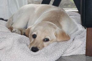 Top 10 Easy-to-Care-For Dog Breeds for Busy Owners My Caring Dog – Tips, Stories, and Care Guides for Loving Pet Owners Top 10 Easy-to-Care-For Dog Breeds for Busy Owners | My Caring Dog – Tips, Stories, and Care Guides for Loving Pet Owners
