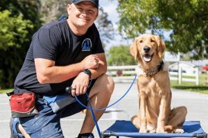 Best DIY K9 Car Projects: diy k9.com My Caring Dog – Tips, Stories, and Care Guides for Loving Pet Owners Best DIY K9 Car Projects: diy k9.com | My Caring Dog – Tips, Stories, and Care Guides for Loving Pet Owners