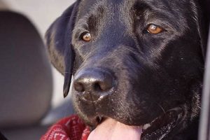 Ultimate Car Sick Dog Help & Remedies My Caring Dog – Tips, Stories, and Care Guides for Loving Pet Owners Ultimate Car Sick Dog Help & Remedies | My Caring Dog – Tips, Stories, and Care Guides for Loving Pet Owners