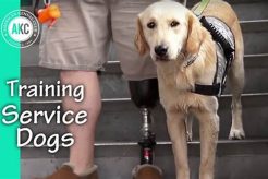 Complete Service Dog Training at Home Guide My Caring Dog – Tips, Stories, and Care Guides for Loving Pet Owners Complete Service Dog Training at Home Guide | My Caring Dog – Tips, Stories, and Care Guides for Loving Pet Owners