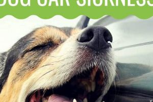 Dog Car Sickness: Causes & Solutions My Caring Dog – Tips, Stories, and Care Guides for Loving Pet Owners Dog Car Sickness: Causes & Solutions | My Caring Dog – Tips, Stories, and Care Guides for Loving Pet Owners