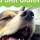 Dog Car Sickness: Causes & Solutions | My Caring Dog – Tips, Stories, and Care Guides for Loving Pet Owners