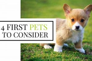 Top 10 Small, Low-Maintenance Dogs for Busy Owners My Caring Dog – Tips, Stories, and Care Guides for Loving Pet Owners Top 10 Small, Low-Maintenance Dogs for Busy Owners | My Caring Dog – Tips, Stories, and Care Guides for Loving Pet Owners
