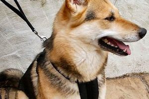 Best Softex Dog Car Safety Harness for Safe Travels My Caring Dog – Tips, Stories, and Care Guides for Loving Pet Owners Best Softex Dog Car Safety Harness for Safe Travels | My Caring Dog – Tips, Stories, and Care Guides for Loving Pet Owners