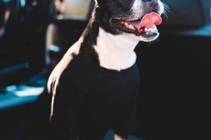 Why Your Dog Pants & Shakes in the Car: Vet Tips My Caring Dog – Tips, Stories, and Care Guides for Loving Pet Owners Why Your Dog Pants & Shakes in the Car: Vet Tips | My Caring Dog – Tips, Stories, and Care Guides for Loving Pet Owners