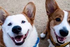 Top Dog Day Care in Anaheim CA: Best Options My Caring Dog – Tips, Stories, and Care Guides for Loving Pet Owners Top Dog Day Care in Anaheim CA: Best Options | My Caring Dog – Tips, Stories, and Care Guides for Loving Pet Owners
