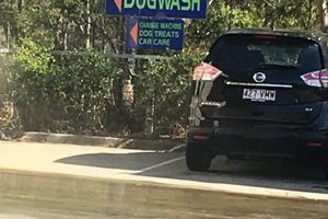 Best Winston Glades Car & Dog Wash | Top Wash My Caring Dog – Tips, Stories, and Care Guides for Loving Pet Owners Best Winston Glades Car & Dog Wash | Top Wash | My Caring Dog – Tips, Stories, and Care Guides for Loving Pet Owners