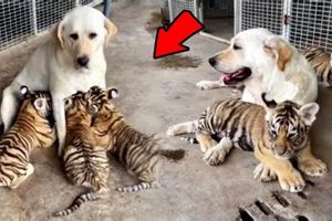 Amazing Dog Mothers Adorable Tiger Cubs My Caring Dog – Tips, Stories, and Care Guides for Loving Pet Owners Amazing Dog Mothers Adorable Tiger Cubs | My Caring Dog – Tips, Stories, and Care Guides for Loving Pet Owners