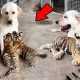 Amazing Dog Mothers Adorable Tiger Cubs | My Caring Dog – Tips, Stories, and Care Guides for Loving Pet Owners