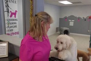 Dog Day Care Deland Fl My Caring Dog – Tips, Stories, and Care Guides for Loving Pet Owners Dog Day Care Deland Fl | My Caring Dog – Tips, Stories, and Care Guides for Loving Pet Owners
