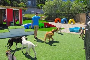 Top Provincetown Dog Day Care & Boarding My Caring Dog – Tips, Stories, and Care Guides for Loving Pet Owners Top Provincetown Dog Day Care & Boarding | My Caring Dog – Tips, Stories, and Care Guides for Loving Pet Owners
