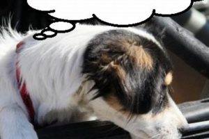 Why My Dog Whines in the Car: Solutions & Tips My Caring Dog – Tips, Stories, and Care Guides for Loving Pet Owners Why My Dog Whines in the Car: Solutions & Tips | My Caring Dog – Tips, Stories, and Care Guides for Loving Pet Owners