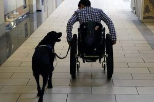 Top Service Animal News & Updates My Caring Dog – Tips, Stories, and Care Guides for Loving Pet Owners Top Service Animal News & Updates | My Caring Dog – Tips, Stories, and Care Guides for Loving Pet Owners