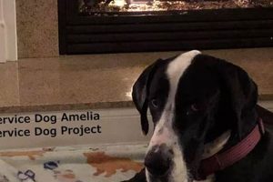 Service Dog Project Instagram My Caring Dog – Tips, Stories, and Care Guides for Loving Pet Owners Service Dog Project Instagram | My Caring Dog – Tips, Stories, and Care Guides for Loving Pet Owners