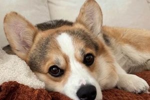 Abby's Dog Care My Caring Dog – Tips, Stories, and Care Guides for Loving Pet Owners Abby's Dog Care | My Caring Dog – Tips, Stories, and Care Guides for Loving Pet Owners