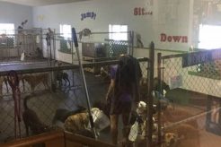 Top Dog Day Care in Fayetteville, AR My Caring Dog – Tips, Stories, and Care Guides for Loving Pet Owners Top Dog Day Care in Fayetteville, AR | My Caring Dog – Tips, Stories, and Care Guides for Loving Pet Owners