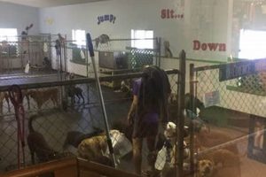 Top Dog Day Care in Fayetteville, AR My Caring Dog – Tips, Stories, and Care Guides for Loving Pet Owners Top Dog Day Care in Fayetteville, AR | My Caring Dog – Tips, Stories, and Care Guides for Loving Pet Owners