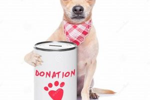 Find Free Puppies for Car Travel: Adoption Guide My Caring Dog – Tips, Stories, and Care Guides for Loving Pet Owners Find Free Puppies for Car Travel: Adoption Guide | My Caring Dog – Tips, Stories, and Care Guides for Loving Pet Owners