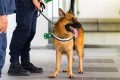 Find & Adopt a Loyal Service Dog Today My Caring Dog – Tips, Stories, and Care Guides for Loving Pet Owners Find & Adopt a Loyal Service Dog Today | My Caring Dog – Tips, Stories, and Care Guides for Loving Pet Owners