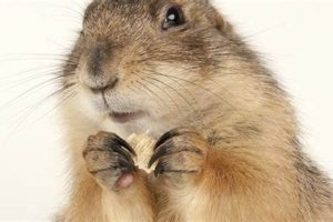 Expert Prairie Dog Care Guide: Tips & Tricks My Caring Dog – Tips, Stories, and Care Guides for Loving Pet Owners Expert Prairie Dog Care Guide: Tips & Tricks | My Caring Dog – Tips, Stories, and Care Guides for Loving Pet Owners