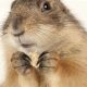 Expert Prairie Dog Care Guide: Tips & Tricks | My Caring Dog – Tips, Stories, and Care Guides for Loving Pet Owners