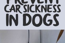 Dog Car Sickness: Causes, Remedies & Prevention My Caring Dog – Tips, Stories, and Care Guides for Loving Pet Owners Dog Car Sickness: Causes, Remedies & Prevention | My Caring Dog – Tips, Stories, and Care Guides for Loving Pet Owners