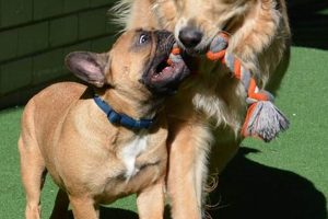 Best In The Dog House Day Care | Pawsome Stays My Caring Dog – Tips, Stories, and Care Guides for Loving Pet Owners Best In The Dog House Day Care | Pawsome Stays | My Caring Dog – Tips, Stories, and Care Guides for Loving Pet Owners