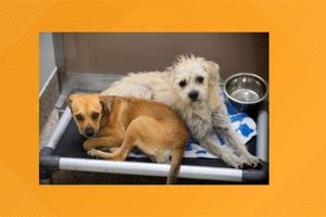 Adopt Pima Animal Care Center Dogs Today! My Caring Dog – Tips, Stories, and Care Guides for Loving Pet Owners Adopt Pima Animal Care Center Dogs Today! | My Caring Dog – Tips, Stories, and Care Guides for Loving Pet Owners