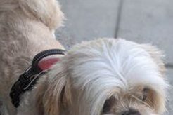 Best Dog Day Care in Oakland CA: Top Choices My Caring Dog – Tips, Stories, and Care Guides for Loving Pet Owners Best Dog Day Care in Oakland CA: Top Choices | My Caring Dog – Tips, Stories, and Care Guides for Loving Pet Owners
