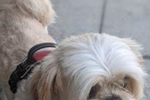 Best Dog Day Care in Oakland CA: Top Choices My Caring Dog – Tips, Stories, and Care Guides for Loving Pet Owners Best Dog Day Care in Oakland CA: Top Choices | My Caring Dog – Tips, Stories, and Care Guides for Loving Pet Owners