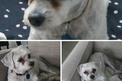 Adopt a Dog in St. Louis, MO: Find Your Furry Friend My Caring Dog – Tips, Stories, and Care Guides for Loving Pet Owners Adopt a Dog in St. Louis, MO: Find Your Furry Friend | My Caring Dog – Tips, Stories, and Care Guides for Loving Pet Owners