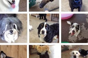 Top Dog Day Care in Albuquerque, NM My Caring Dog – Tips, Stories, and Care Guides for Loving Pet Owners Top Dog Day Care in Albuquerque, NM | My Caring Dog – Tips, Stories, and Care Guides for Loving Pet Owners