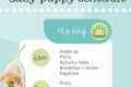 Dog Routine Schedule My Caring Dog – Tips, Stories, and Care Guides for Loving Pet Owners Dog Routine Schedule | My Caring Dog – Tips, Stories, and Care Guides for Loving Pet Owners