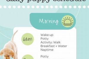 Dog Routine Schedule My Caring Dog – Tips, Stories, and Care Guides for Loving Pet Owners Dog Routine Schedule | My Caring Dog – Tips, Stories, and Care Guides for Loving Pet Owners
