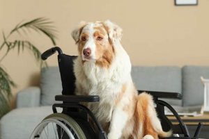 Best Psychiatric Service Dogs in Ohio: A Guide My Caring Dog – Tips, Stories, and Care Guides for Loving Pet Owners Best Psychiatric Service Dogs in Ohio: A Guide | My Caring Dog – Tips, Stories, and Care Guides for Loving Pet Owners