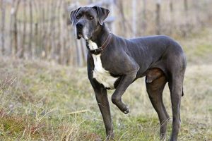 How To Care For A Great Dane Dog My Caring Dog – Tips, Stories, and Care Guides for Loving Pet Owners How To Care For A Great Dane Dog | My Caring Dog – Tips, Stories, and Care Guides for Loving Pet Owners