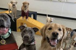 Top Dog Day Care in Leesburg, VA My Caring Dog – Tips, Stories, and Care Guides for Loving Pet Owners Top Dog Day Care in Leesburg, VA | My Caring Dog – Tips, Stories, and Care Guides for Loving Pet Owners