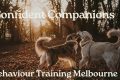 Confident Companions My Caring Dog – Tips, Stories, and Care Guides for Loving Pet Owners Confident Companions | My Caring Dog – Tips, Stories, and Care Guides for Loving Pet Owners