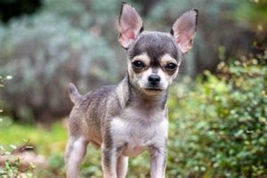 Top 5 Cheapest Dogs to Own & Care For My Caring Dog – Tips, Stories, and Care Guides for Loving Pet Owners Top 5 Cheapest Dogs to Own & Care For | My Caring Dog – Tips, Stories, and Care Guides for Loving Pet Owners