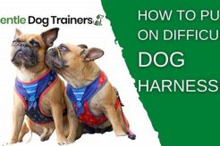 Safe & Secure: Dog Car Harness Guide My Caring Dog – Tips, Stories, and Care Guides for Loving Pet Owners Safe & Secure: Dog Car Harness Guide | My Caring Dog – Tips, Stories, and Care Guides for Loving Pet Owners