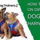 Safe & Secure: Dog Car Harness Guide | My Caring Dog – Tips, Stories, and Care Guides for Loving Pet Owners