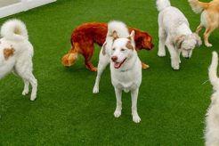 Best Dog Day Care in Chandler, AZ My Caring Dog – Tips, Stories, and Care Guides for Loving Pet Owners Best Dog Day Care in Chandler, AZ | My Caring Dog – Tips, Stories, and Care Guides for Loving Pet Owners