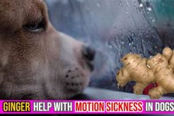 Best Ginger Remedies for Car Sick Dogs My Caring Dog – Tips, Stories, and Care Guides for Loving Pet Owners Best Ginger Remedies for Car Sick Dogs | My Caring Dog – Tips, Stories, and Care Guides for Loving Pet Owners