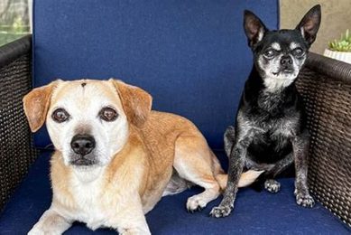 Best California Dogs: Top Dog Guide My Caring Dog – Tips, Stories, and Care Guides for Loving Pet Owners Best California Dogs: Top Dog Guide | My Caring Dog – Tips, Stories, and Care Guides for Loving Pet Owners