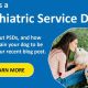 Your Guide to Acquiring a Service Dog Today | My Caring Dog – Tips, Stories, and Care Guides for Loving Pet Owners