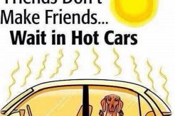 Left Dog Food In Hot Car My Caring Dog – Tips, Stories, and Care Guides for Loving Pet Owners Left Dog Food In Hot Car | My Caring Dog – Tips, Stories, and Care Guides for Loving Pet Owners