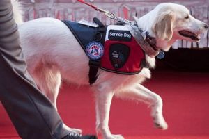 Best Service Dogs for the Deaf: A Guide My Caring Dog – Tips, Stories, and Care Guides for Loving Pet Owners Best Service Dogs for the Deaf: A Guide | My Caring Dog – Tips, Stories, and Care Guides for Loving Pet Owners