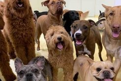 Best Happy Dogs Day Care | Safe & Fun My Caring Dog – Tips, Stories, and Care Guides for Loving Pet Owners Best Happy Dogs Day Care | Safe & Fun | My Caring Dog – Tips, Stories, and Care Guides for Loving Pet Owners